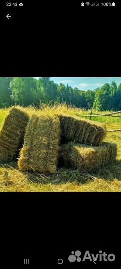 Сено в тюках