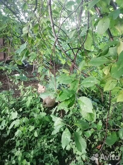 Отдам в добрые руки