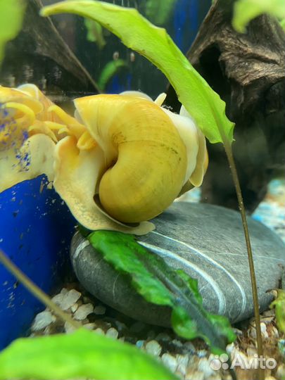 Улитки ампулярии