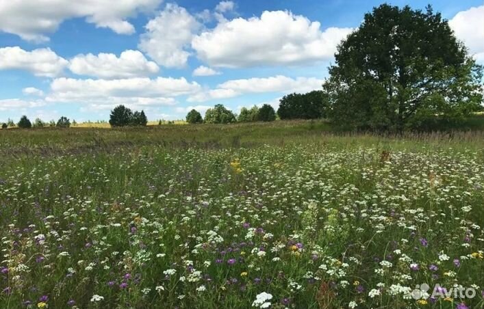 Мёд Алтайский опт