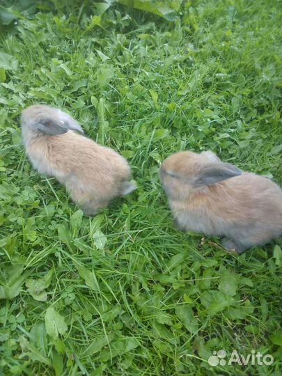 Декоративные кролики вислоухие