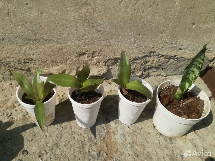 Сансевиерия