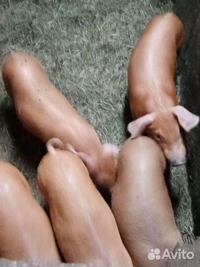 Гибрид 3 пород