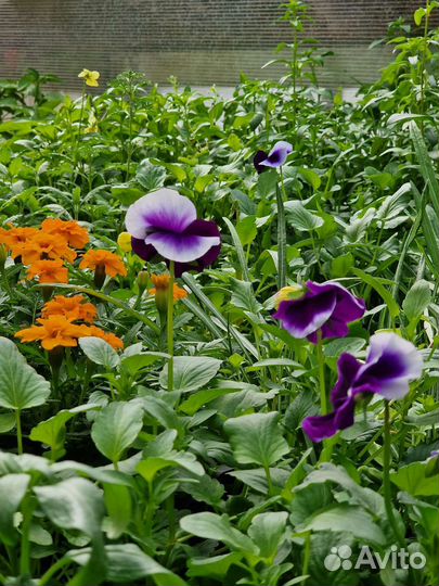 Рассада, семена, зелень, цветы