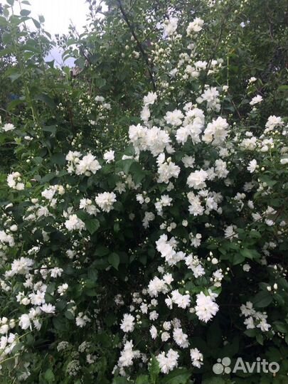 Чубушник Снежная лавина