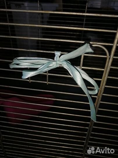 Клетка. Доставки нет