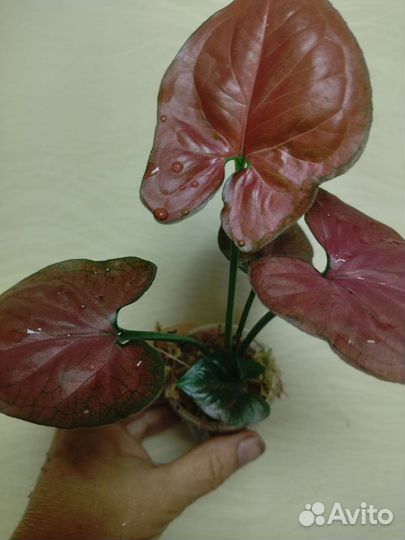 Сингониумы сортовые