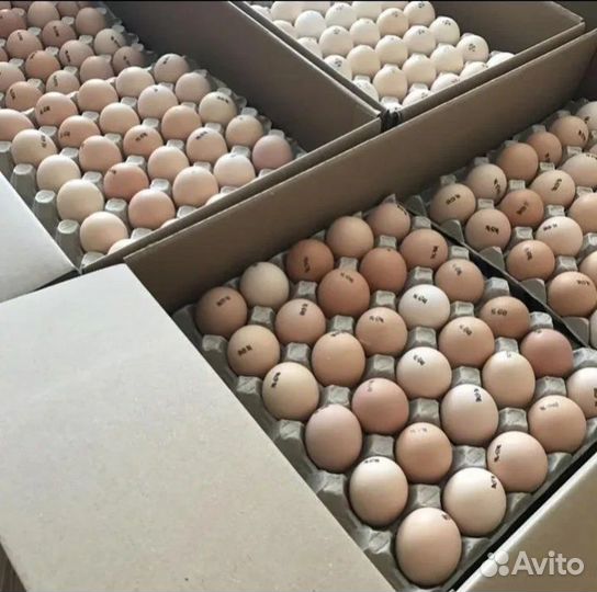 Инкубационное яйцо, цыплята