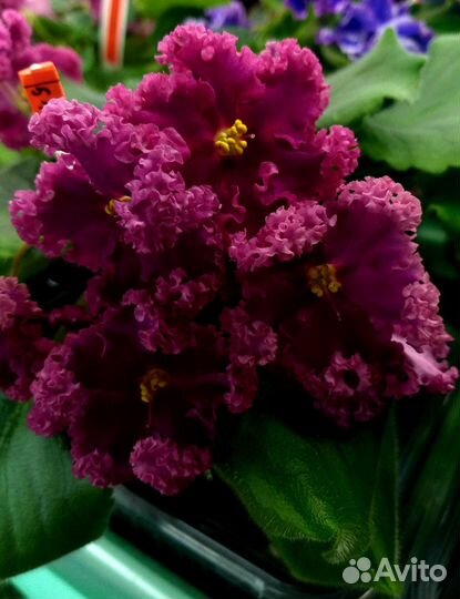 Фиалки сортовые