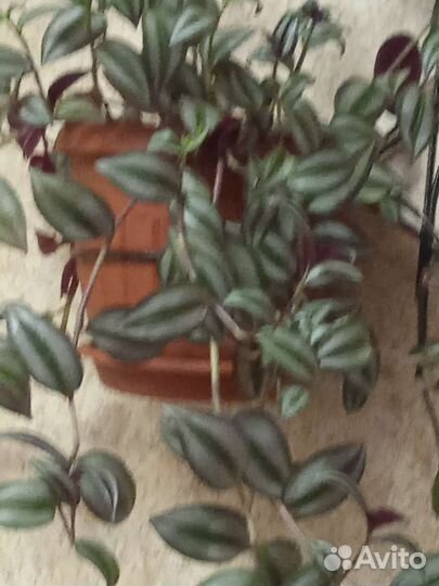 Традесканция зебрина