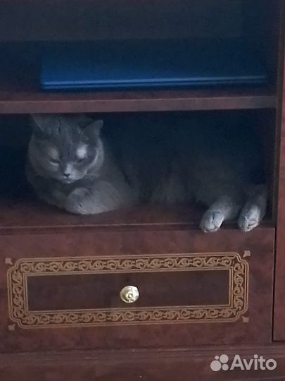 Кошка в добрые руки