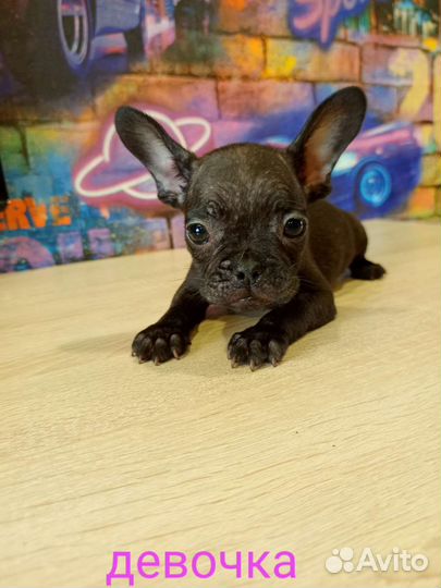 Французский бульдог