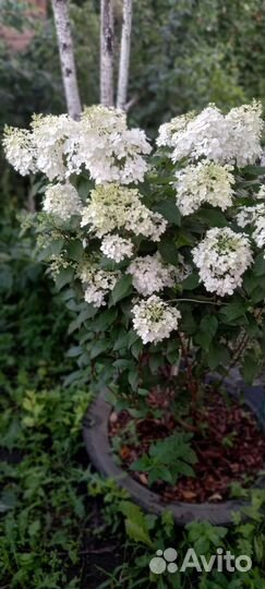 Гортензия метельчатая