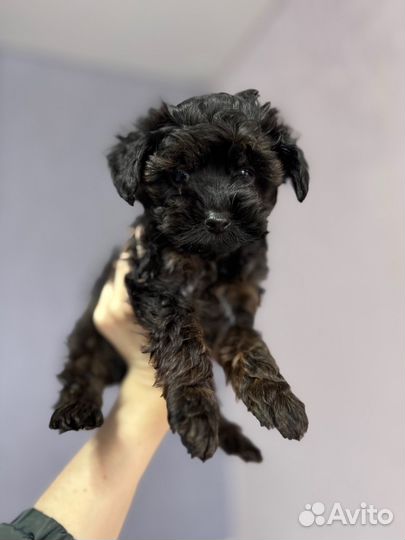 Йоркипу мини мальчик