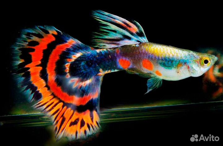 Гуппи. Аквариумные рыбки. Растения. Аквариум. Фон