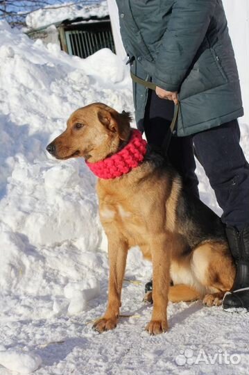 Баффи-добродушная рыжая собачка ищет дом