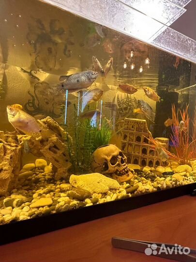 Аквариумы, рыбы