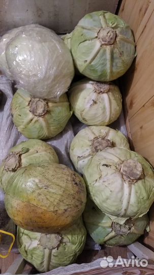 Капуста название Агрессор