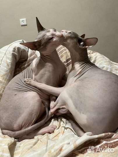 Донской сфинкс