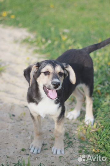 Две сестренки в добрые руки