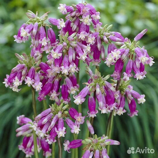 Дихелостемма Пинк Даймонд (луковицы)