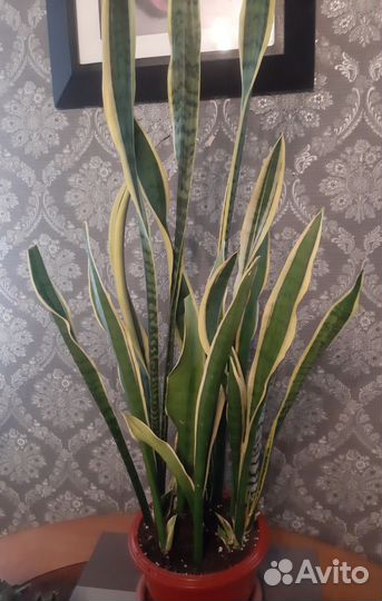 Сансевиерия