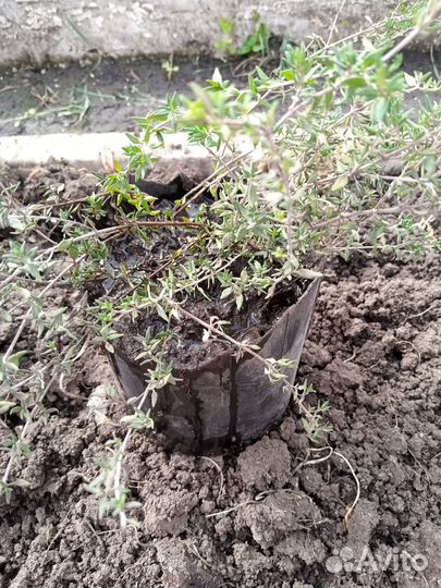 Тимьян, шалфей, мята, мелисса