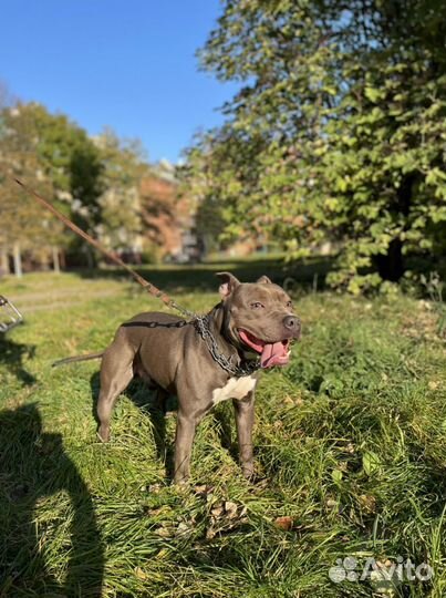 Питбультерьер вязка