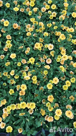 Рассаада цветов