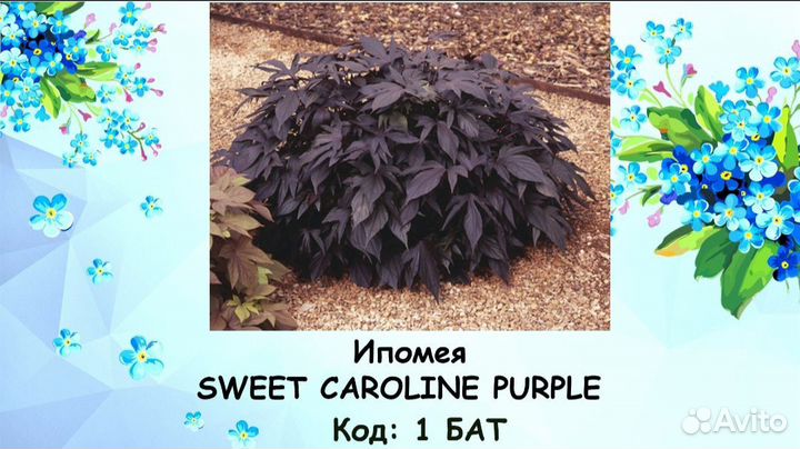 Ипомея батат