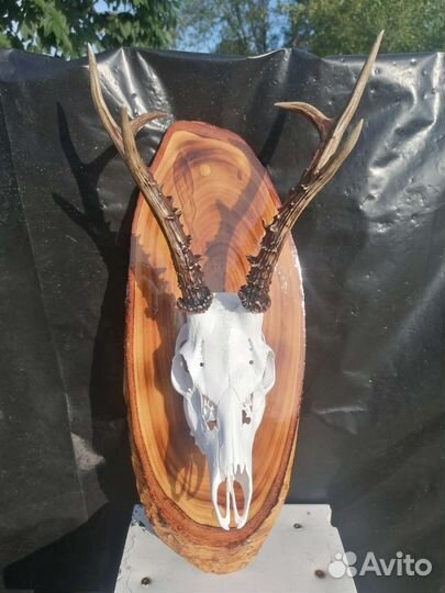 Череп с рогами