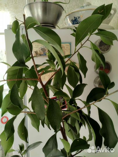 Фикус гинсенг