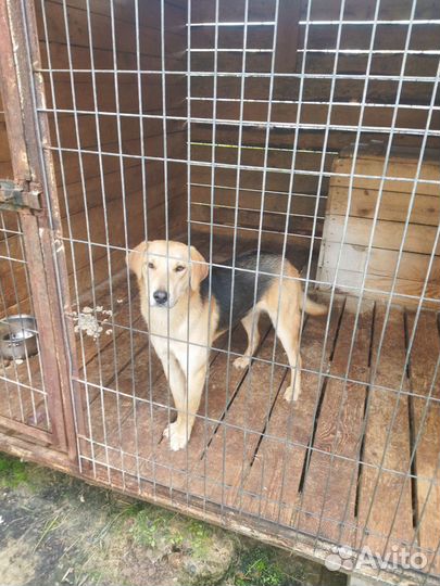 Русская гончая