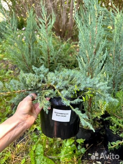 Можжевельник блю карпет