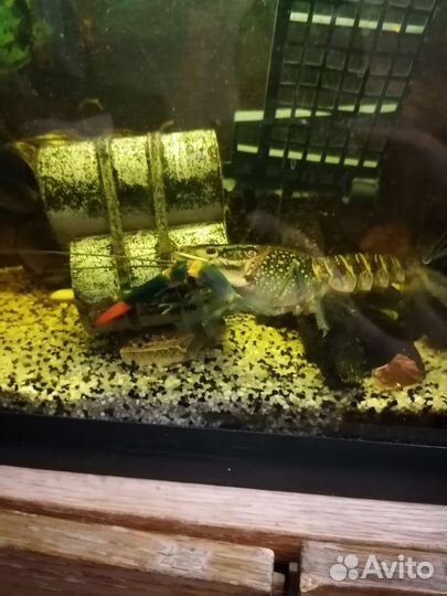 Австралийский красноклешневый рак