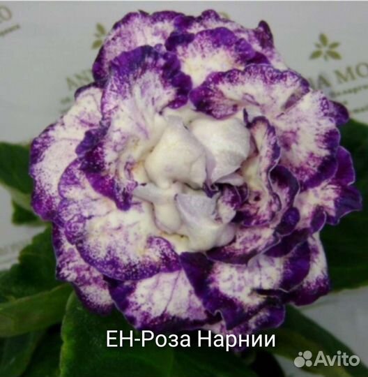 Глоксинии сортовые махровые-ен