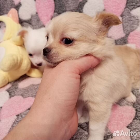 Щеночки чихуа мальчики