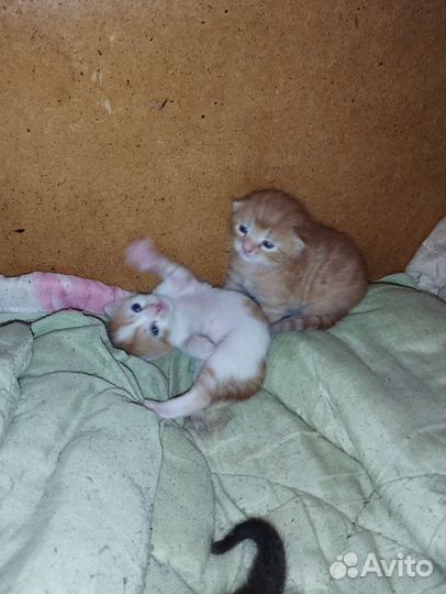 Кошка в дар