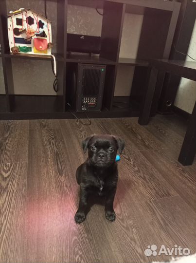 Продам мопса