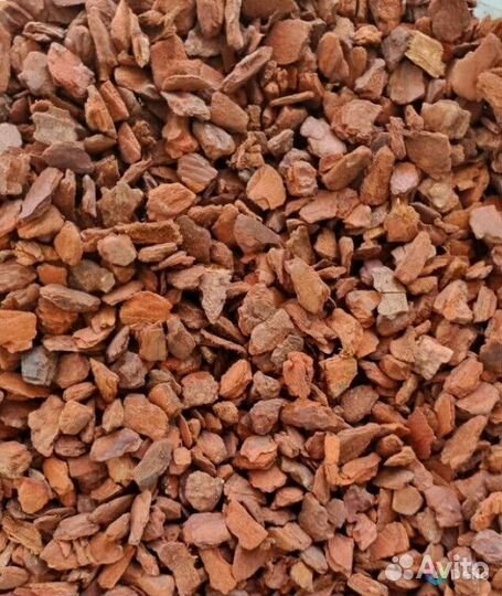 Кора Пинии (как орхиата) и мох спагмосс