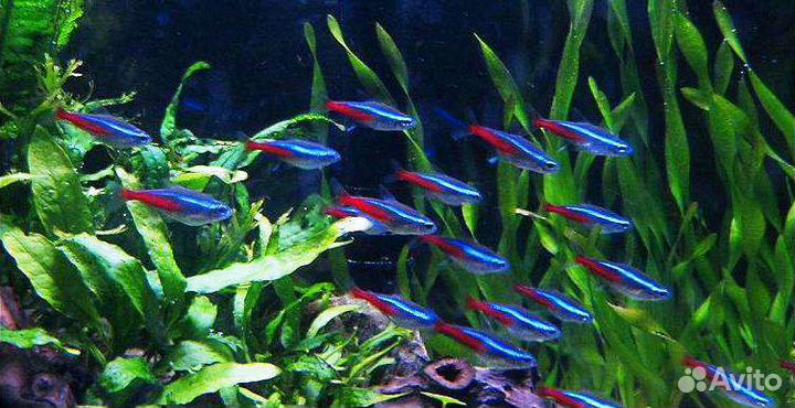 Рыбки и креветки