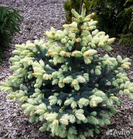 Ель Радлофф, Вилс цверг, Белобок, Ротенхаус, Буш л