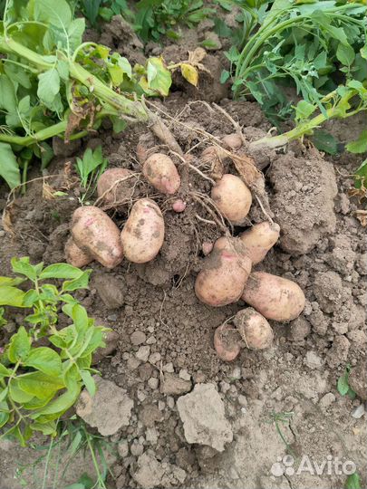 Картофель. Урожай 2023 года