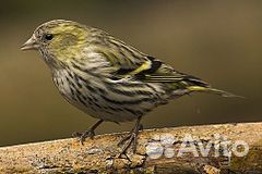 Чижи щеглы певчие птицы