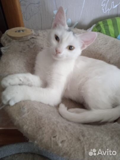 Котята подростки