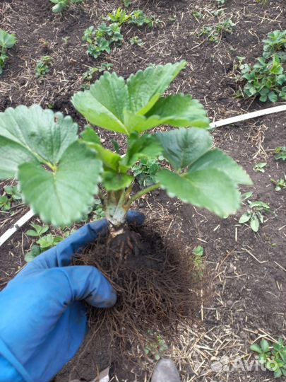 Саженцы клубники азия клери фестивальная