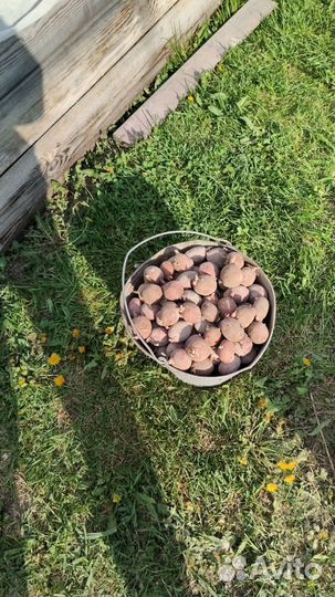 Продам картофель