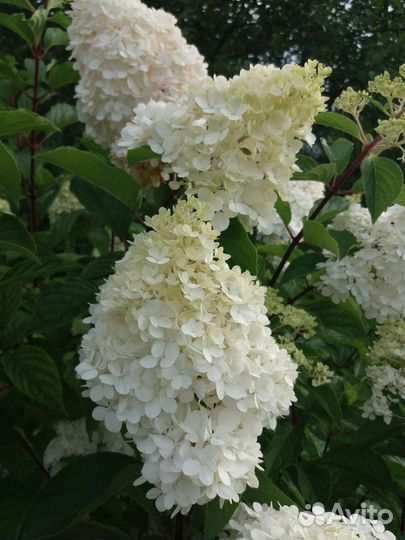 Гортензия метельчатая черенки