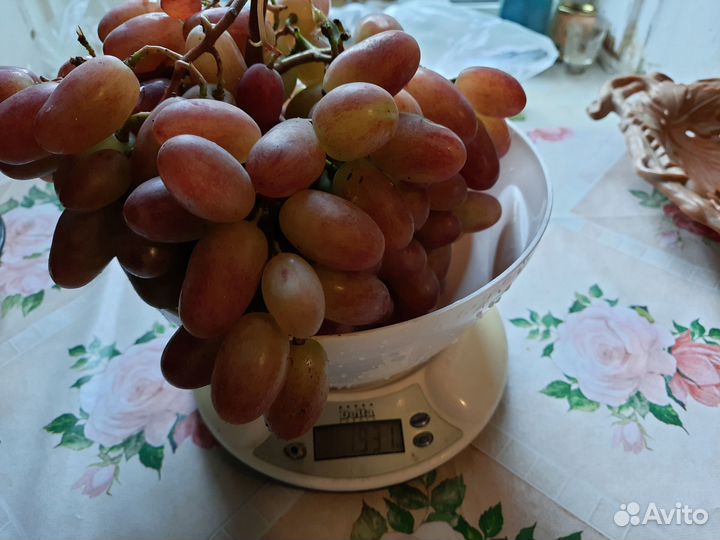 Саженцы крупноплодных сортов винограда(до23 грамм)