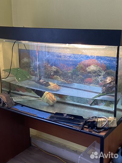 Продам черепах